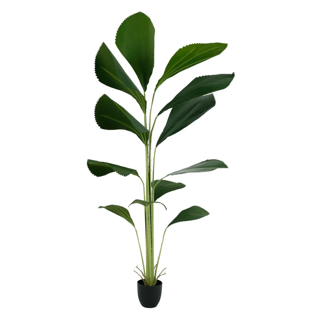 Licuala grandis kunstig plante v:3209110 Licuala grandis kunstig plante v:3209110