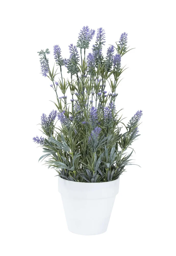 Lavendel i potte v:3938565 Lavendel i potte v:3938565