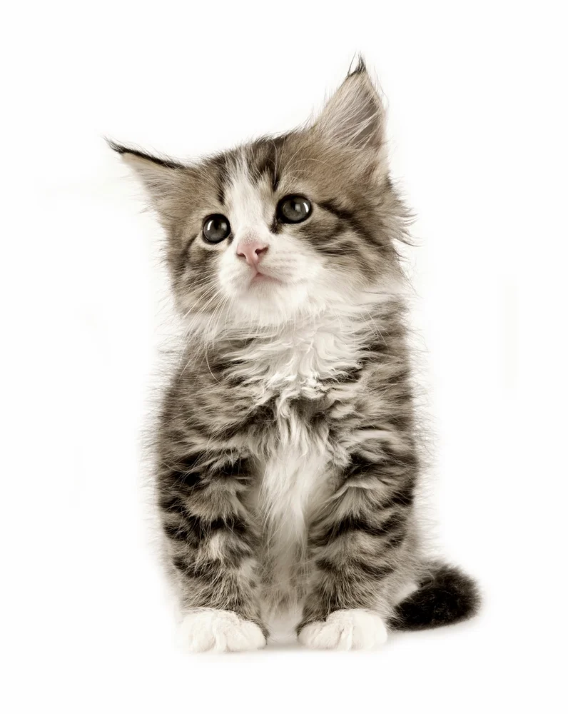 HUNTONIT TREFIBERPL KITTEN 2 v:2458716